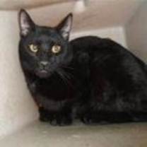 Thumbnail photo of Elvira #2