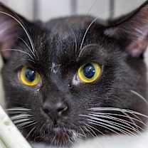 Thumbnail photo of Spunky #2