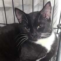 Thumbnail photo of Spunky #3