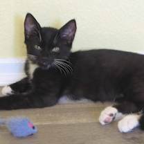 Thumbnail photo of Spunky #4