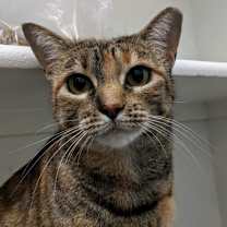Thumbnail photo of Ezri #2