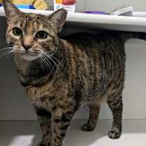 Thumbnail photo of Ezri #3