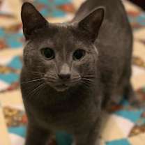Thumbnail photo of Didion #1