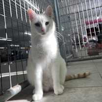 Thumbnail photo of Anakin #1