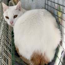Thumbnail photo of Anakin #2