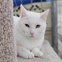 Thumbnail photo of Anakin #3