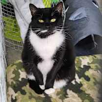 Thumbnail photo of Clover #1