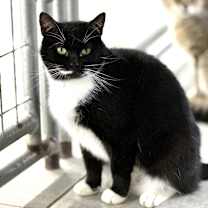 Thumbnail photo of Clover #2