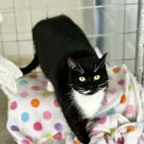 Thumbnail photo of Clover #3