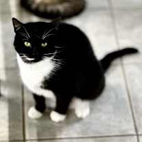 Thumbnail photo of Clover #4