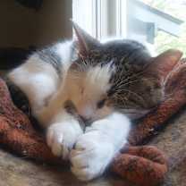 Thumbnail photo of Mr. Montgomery #2