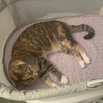 Thumbnail photo of Natty #4