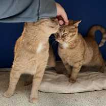 Thumbnail photo of Simone #4