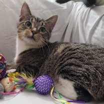 Thumbnail photo of Wakko #1