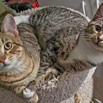 Thumbnail photo of Wakko #2