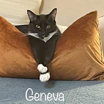 Thumbnail photo of Geneva #2