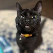 Thumbnail photo of Homer #1