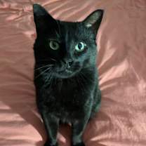 Thumbnail photo of Jake - MISSING #1