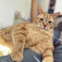 Thumbnail photo of August (Auggie) - MISSING #1