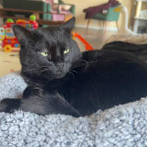 Thumbnail photo of Jake - MISSING #2