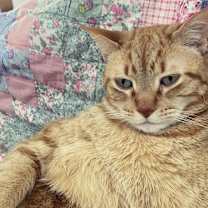 Thumbnail photo of August (Auggie) - MISSING #2