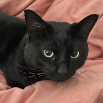 Thumbnail photo of Jake - MISSING #3