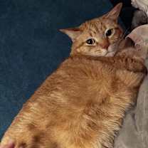 Thumbnail photo of August (Auggie) - MISSING #3