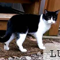 Thumbnail photo of Lux #2