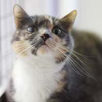 Thumbnail photo of Mitzie #1