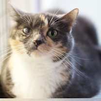 Thumbnail photo of Mitzie #2