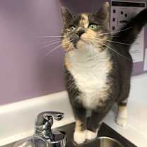 Thumbnail photo of Mitzie #3