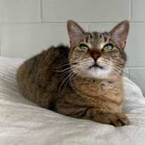 Thumbnail photo of Ginger #1