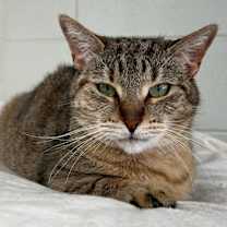 Thumbnail photo of Ginger #2