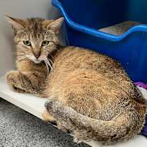 Thumbnail photo of Ginger #3