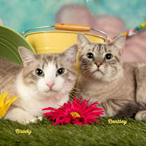 Thumbnail photo of Brody #1