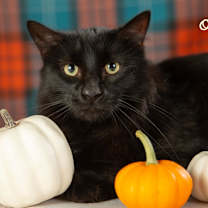 Thumbnail photo of Ozzie #1