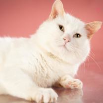 Thumbnail photo of Yeti #1