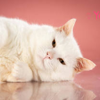 Thumbnail photo of Yeti #2