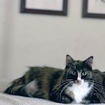 Thumbnail photo of Minerva #2