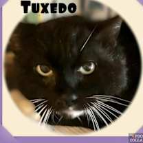 Thumbnail photo of Tuxedo - (Working Cat) #1