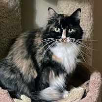 Thumbnail photo of Minerva #3