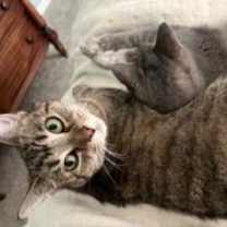 Thumbnail photo of Ozzie - handsome tabby with huge eyes #1