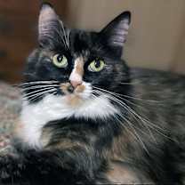 Thumbnail photo of Minerva #4