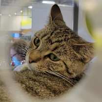 Thumbnail photo of Ozzie - handsome tabby with huge eyes #4