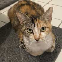 Thumbnail photo of Willow #2