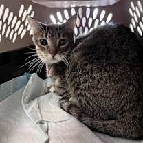 Thumbnail photo of Roxy #1