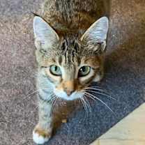 Thumbnail photo of Roxy #2