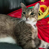 Thumbnail photo of Roxy #3