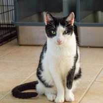 Thumbnail photo of Cookie #1
