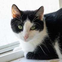 Thumbnail photo of Cookie #2